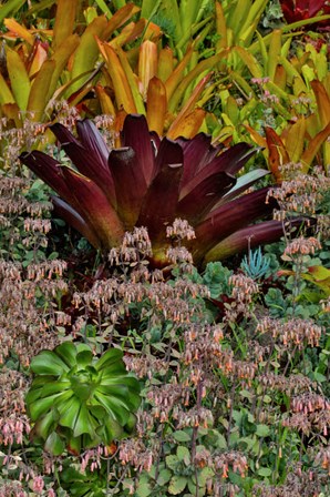 Bromeliad Planting On Hillside, Upcountry, Maui, Hawaii by Darrell Gulin / Danita Delimont art print