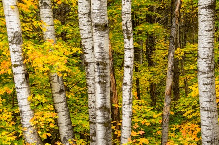 Michigan, Upper Peninsula, Fall Colors by George Theodore / Danita Delimont art print