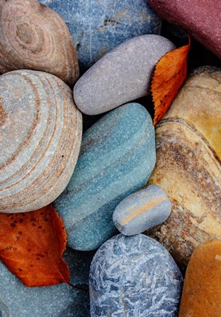 Colorful River Rocks Along The Middle Fork Of The Flathead River, Glacier National Park, Montana by Chuck Haney / Danita Delimont art print