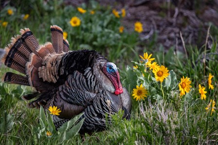 Tom Turkey In Breeding Plumage In Great Basin National Park, Nevada by Chuck Haney / Danita Delimont art print