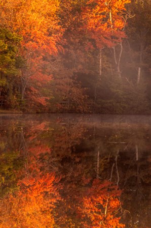 New Jersey, Belleplain State Forest, Autumn Tree Reflections On Lake by Jaynes Gallery / Danita Delimont art print