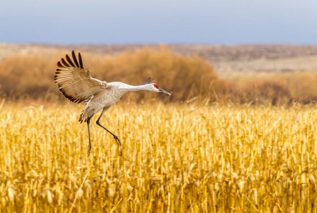 Sandhill Crane Landing by Jaynes Gallery / Danita Delimont art print