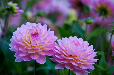 Oregon, Shore Acres State Park Dahlias In Garden by Jaynes Gallery / Danita Delimont art print