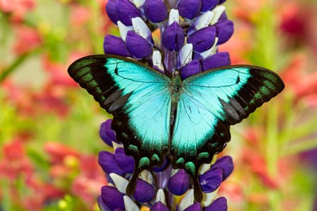 Asian Tropical Swallowtail Butterfly, Papilio Larquinianus On Lupine, Bandon, Oregon by Darrell Gulin / Danita Delimont art print