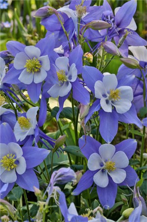 Blooming Columbine, Longwood Gardens, Pennsylvania by Darrell Gulin / Danita Delimont art print