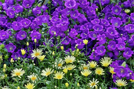 Bell Flowers And Yellow Daisies, Longwood Gardens, Pennsylvania by Darrell Gulin / Danita Delimont art print