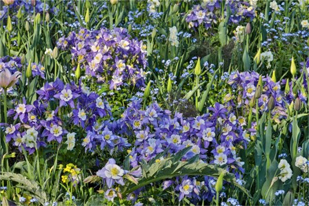 Blooming Columbine, Longwood Gardens, Pennsylvania by Darrell Gulin / Danita Delimont art print