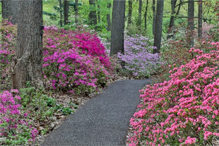 Path And Azaleas In Bloom, Jenkins Arboretum And Garden, Pennsylvania by Darrell Gulin / Danita Delimont art print
