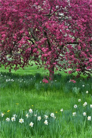 Springtime Crabapple In Rose Blooming, Chanticleer Garden, Pennsylvania by Darrell Gulin / Danita Delimont art print