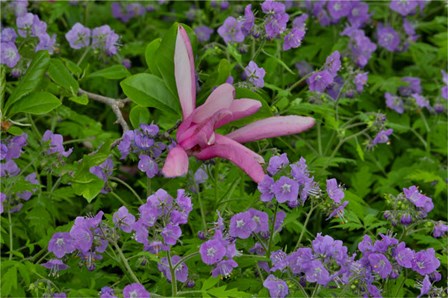 Springtime, Chanticleer Garden, Pennsylvania by Darrell Gulin / Danita Delimont art print