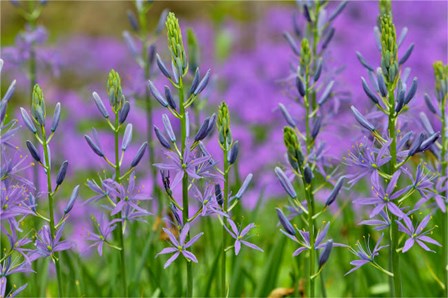 Camas Along Bell&#39;s Run Creek, Chanticleer Garden, Pennsylvania by Darrell Gulin / Danita Delimont art print