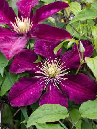 Climbing Fuchsia Clematis In A Garden by Julie Eggers / Danita Delimont art print