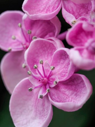 Hydrangea Macrophylla &#39;Ayesha&#39;, Lilac Pink by Julie Eggers / Danita Delimont art print