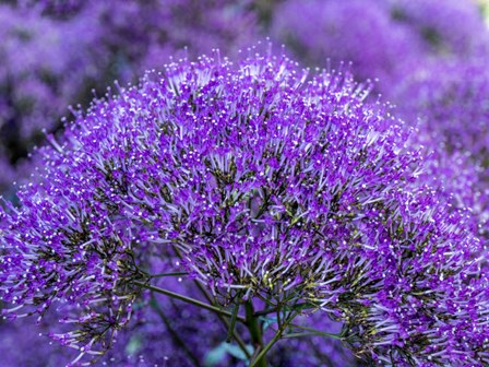 Close-Up Of Flowering Purple Throatwort by Julie Eggers / Danita Delimont art print