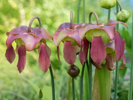 The Purple Flowers Of The Pitcher Plant, Sarracenia, A Carnivorous Plant by Julie Eggers / Danita Delimont art print