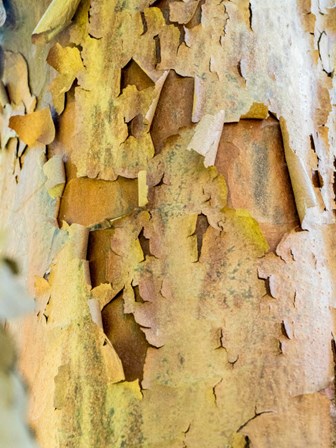Colorful Bark On A Tree In A Garden by Julie Eggers / Danita Delimont art print