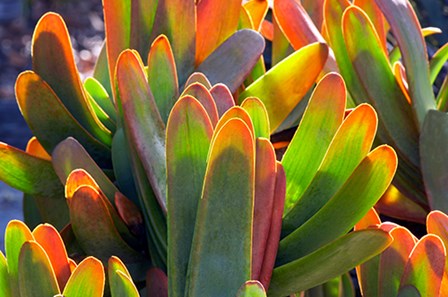 Succulents II by Dennis Frates art print
