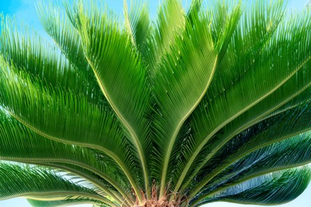 Tropical III by Dennis Frates art print