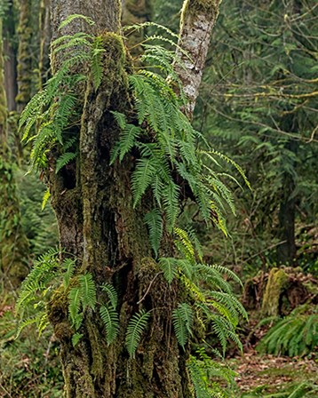 Ferns - Key Peninsula by Larry McFerrin art print