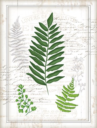 Ferns II by Jennifer Pugh art print