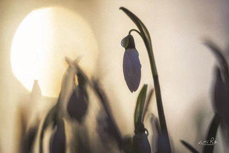 Backlit Snowdrop by Martin Podt art print