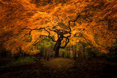 Japanese Maple In Kubota Gardens Park by Jaynes Gallery / Danita Delimont art print