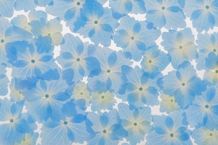 Layout Of Hydrangea Blossoms by Jaynes Gallery / Danita Delimont art print