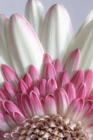 Gerbera Daisy Flower Close-Up by Jaynes Gallery / Danita Delimont art print