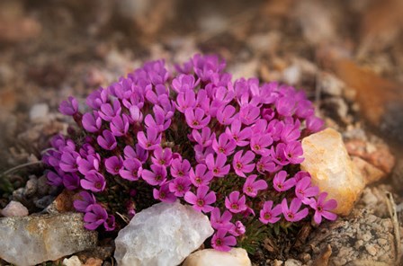 Wyoming, Beartooth Mountains Moss Campion Wildflower Close-Up by Jaynes Gallery / Danita Delimont art print