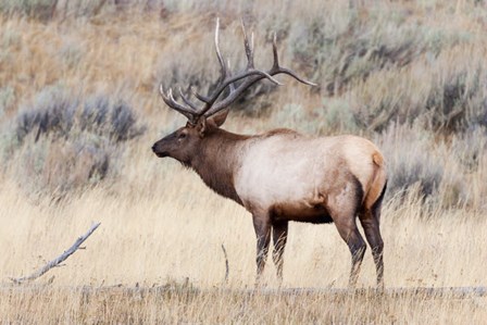 Portrait Of A Bull Elk With A Large Rack by Ellen Goff / Danita Delimont art print