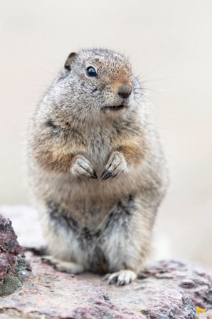 Richardson&#39;s Ground Squirrel by Ellen Goff / Danita Delimont art print