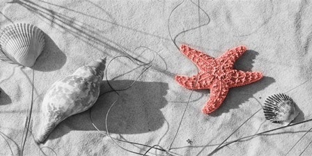 Close-Up Of A Starfish And Seashells On The Beach, Dauphin Island, Alabama by Panoramic Images art print