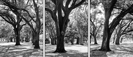 Oak Tree Study by Boyce Watt art print