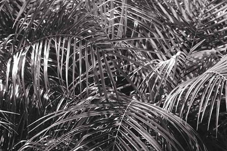 Tropical Fronds BW by Wild Apple Portfolio art print