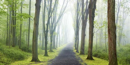 Country Road Photo VIII by James McLoughlin art print