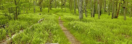 Country Road Panorama VI by James McLoughlin art print