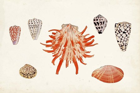 Antique Shell Anthology IV by Vision Studio art print