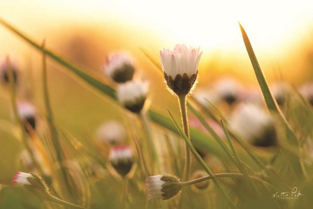 Daisy at Sunset by Martin Podt art print