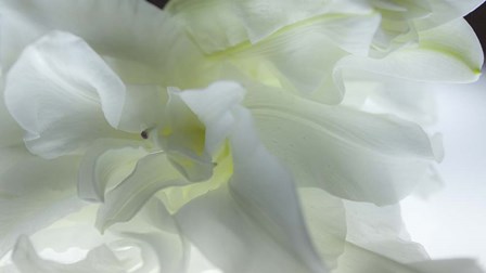 Close Up of White Flower by Sossi Madzounian art print