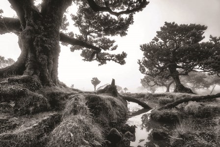 Black &amp; White Fanal by Martin Podt art print