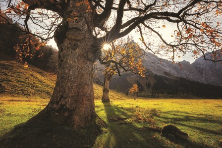 The Star by Martin Podt art print