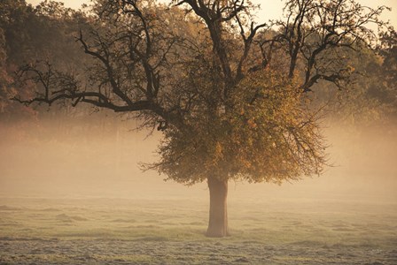 The Funny One by Martin Podt art print