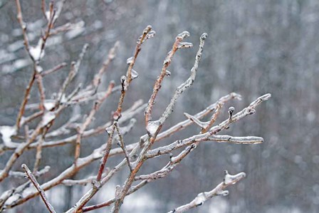 Glistening Branches I by Felicity Bradley art print