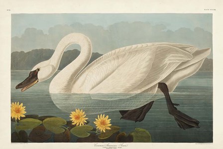 Pl 411 Common American Swan by John James Audubon art print