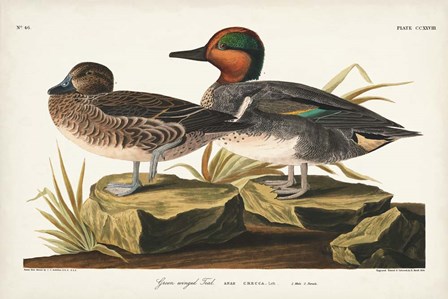 Pl 228 Green-winged Teal by John James Audubon art print