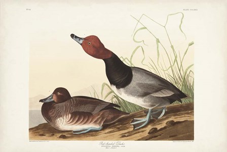 Pl 322 Red-headed Duck by John James Audubon art print