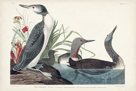 Pl 202 Red-throated Diver by John James Audubon art print