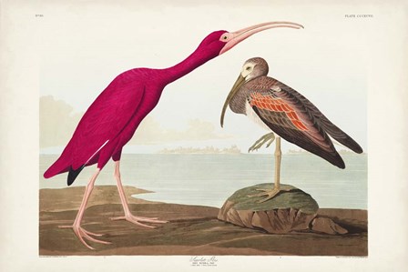 Pl 397 Scarlet Ibis by John James Audubon art print