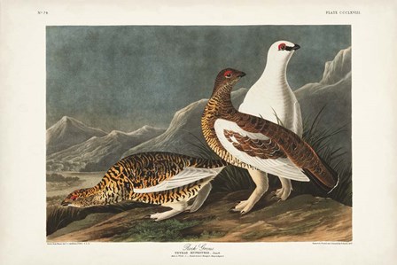 Pl 368 Rock Grouse by John James Audubon art print