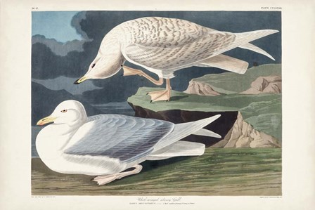 Pl 282 White-winged Silvery Gull by John James Audubon art print